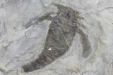 Two Eurypterus (Sea Scorpion) Fossils - New York #179503-2